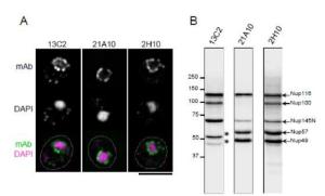 Anti-NUP98 Antibody