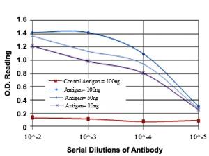 Anti-JUN Mouse Monoclonal Antibody [clone: 5B1]