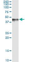 Anti-PDGFD Mouse Monoclonal Antibody [clone: 4H2]