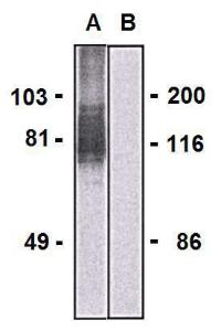 Anti-LARGE1 Mouse Monoclonal Antibody [Clone: LARGE-02]