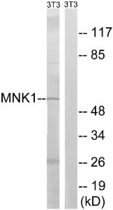 Western blot analysis of lysates from NIH/3T3 cells using Anti-MNK1 Antibody. The right hand lane represents a negative control, where the antibody is blocked by the immunising peptide