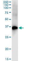 Anti-DLX4 Rabbit Polyclonal Antibody