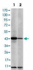 Anti-JUN Mouse Monoclonal Antibody [clone: 5B1]