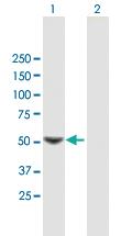 Anti-P3H4 Mouse Polyclonal Antibody