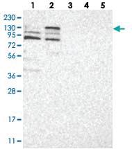 Anti-RASAL2 Rabbit Polyclonal Antibody