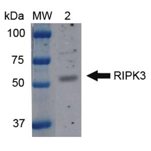 Western blot analysis of mouse brain cel