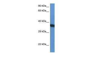 Anti-SURF1 Rabbit Polyclonal Antibody