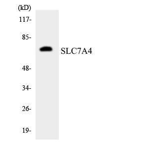 Western blot analysis of the lysates from K562 cells using Anti-SLC7A4 Antibody