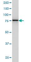 Anti-GOLGA5 Mouse Monoclonal Antibody [clone: 6B3]