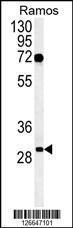 Anti-EMC10 Rabbit Polyclonal Antibody (FITC (Fluorescein Isothiocyanate))