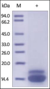 The purity of rh TRAILR2 was determined by DTT-reduced (+) SDS-PAGE and staining overnight with Coomassie Blue.