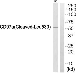 Western blot analysis of extracts from Jurkat cells using Anti-CD97alpha (cleaved Leu530) Antibody