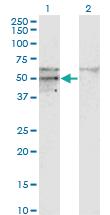 Anti-P3H4 Mouse Monoclonal Antibody [clone: 1E12]