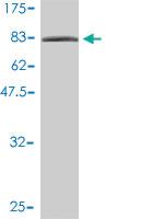 Anti-XRCC6 Mouse Monoclonal Antibody [clone: 4C2-1A6]