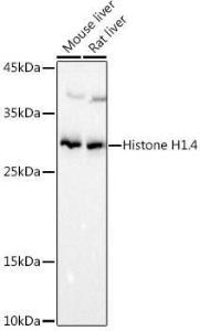 Western blot analysis of extracts of various cell lines, using Anti-Histone H1