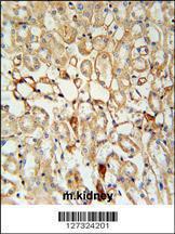 Anti-KCNV1 Rabbit Polyclonal Antibody