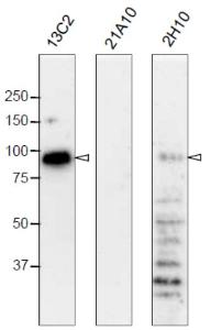 Anti-NUP98 Antibod