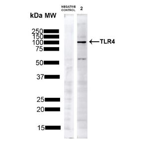 Western blot analysis of human HeLa showing detection of ~75-80kDa TLR4 protein using Anti-TLR4 Antibody (A304918) at 1:1,000 for 1 hour at room temperatur