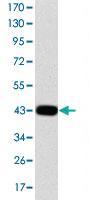 Anti-JUN Mouse Monoclonal Antibody [clone: 5B1]