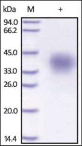 The purity of rh TNFRSF10D / CD264 / TRAILR4 was determined by DTT-reduced (+) SDS-PAGE and staining overnight with Coomassie Blue.