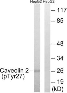 Western blot analysis of lysates from HepG2 cells treated with EGF 200ng/ml 5' using Anti-Caveolin 2 (phospho Tyr27) Antibody. The right hand lane represents a negative control, where the antibody is blocked by the immunising peptide