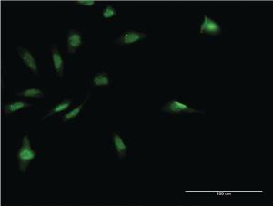 Anti-MDFI Mouse Monoclonal Antibody [clone: 3B4]