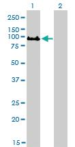 Anti-GOLGA5 Mouse Monoclonal Antibody [clone: 6B3]