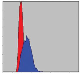 Anti-JUN Mouse Monoclonal Antibody [clone: 5B1]