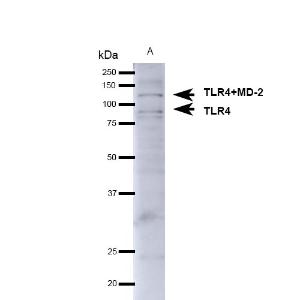 Western blot analysis of mouse brain showing detection of ~75-80kDa TLR4 protein using Anti-TLR4 Antibody (A304918) at 1:1,000 for 1 hour at room temperatur