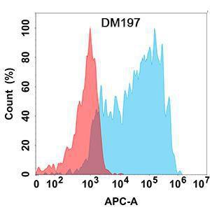 Flow cytometry analysis with Anti-CCR8 Antibody [DM197] - Azide free (A318512) on Expi293 cells transfected with human CCR8 (blue histogram) or Expi293 transfected with irrelevant protein (red histogram)