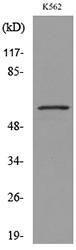 Western blot analysis of lysate from K562 cells using Anti-SLC2A5 Antibody