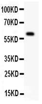 Anti-DR3 Rabbit Polyclonal Antibody