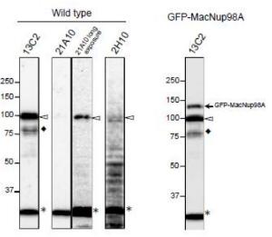 Anti-NUP98 Antibod