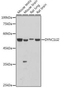 Antibody A308992-100 100 µl