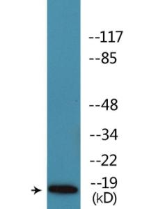 Antibody A95117-100