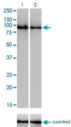 Anti-GOLGA5 Mouse Monoclonal Antibody [clone: 6B3]