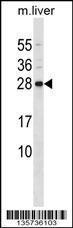 Anti-CD79B Rabbit Polyclonal Antibody (FITC (Fluorescein Isothiocyanate))