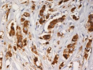 Anti-AGR3 Mouse Monoclonal Antibody [Clone: AGR3.1]