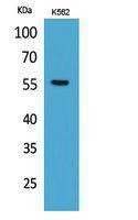 Western blot analysis of K562 cells using Anti-SLC2A5 Antibody