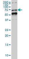 Anti-NR1D1 Mouse Monoclonal Antibody [clone: 4F6]