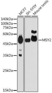 Western blot analysis of extracts of various cell lines, using Anti-MSY2/YBOX2/YBX2 Antibody (A307753) at 1:1,000 dilution