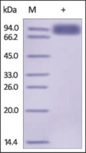 The purity of rh TYRO3 / DTK Fc Chimera was determined by DTT-reduced (+) SDS-PAGE and staining overnight with Coomassie Blue.