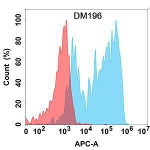 Anti-CCR8 antibody