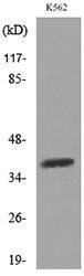 Anti-SLAM/CD150 Rabbit Polyclonal Antibody