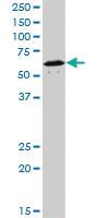 Anti-NR1D1 Mouse Monoclonal Antibody [clone: 4F6]