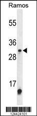 Anti-METTL1 Rabbit Polyclonal Antibody (FITC (Fluorescein Isothiocyanate))