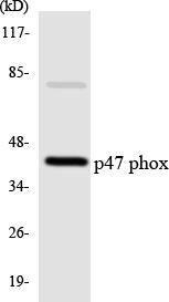 Western blot analysis of the lysates from COLO205 cells using Anti-p47 phox Antibody