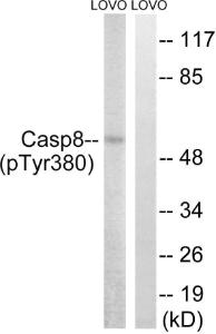 Anti-Caspase-8 p10 Rabbit Polyclonal Antibody