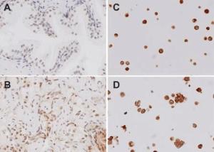 Immunohistochemistry analysis of mouse spleen tissue. The Primary Antibody used was Anti-TLR4 Antibody (A304918) at 1:100.