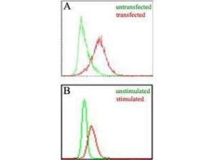 EBI-3 antibody 25 µl